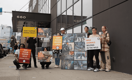 The World Animal Protection team and volunteers protesting GetYourGuide outside Skift Global Forum at the Glasshouse in NYC.