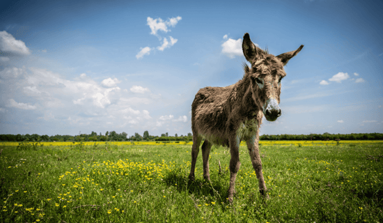 A donkey on a farm.