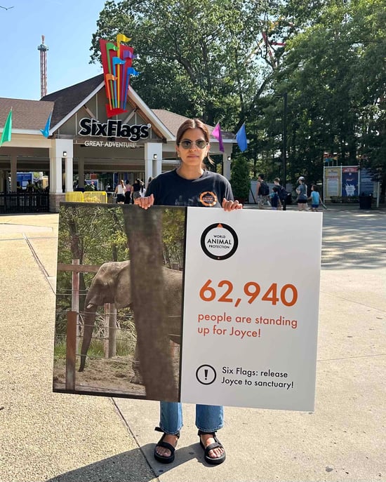 Wildlife Campaign Manager Nicole Barrantes at Six Flags holding signage about signatures received for the Joyce petition.