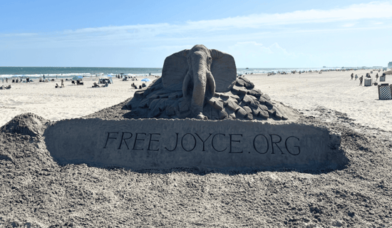 A sand sculpture of Joyce the elephant with the text "FreeJoyce.org"