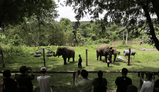 Phitsanulok elephant sanctuary in Thailand.