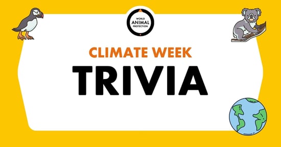 Yellow Graphic that says "Climate Week Trivia"