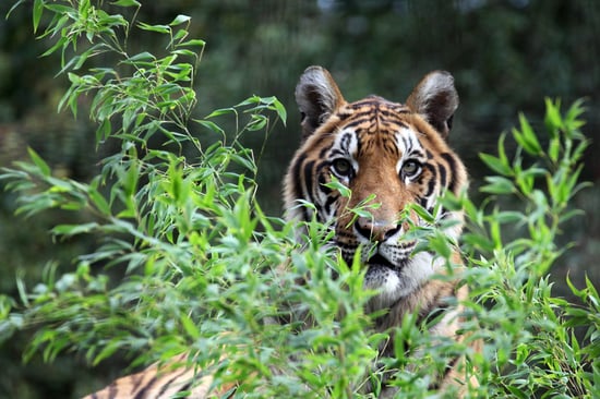 A tiger peering at the camera from behind some bushes.