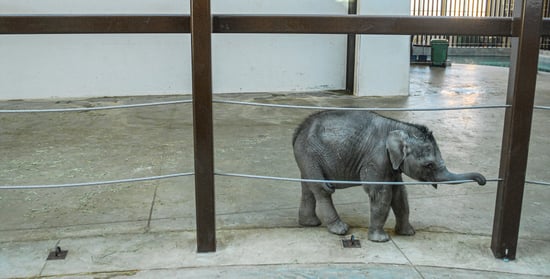 A baby elephant captive in an enclosure.