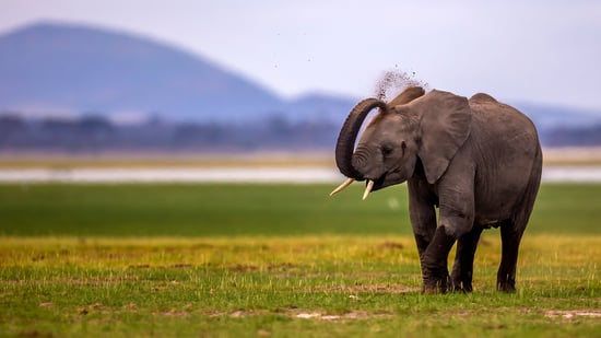 An elephant spraying with their trunk.