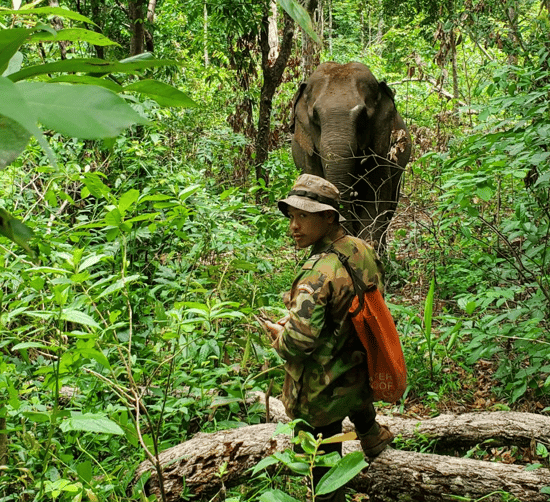 An elephant with their mahout at a sanctuary.