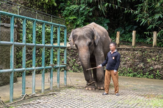 Elephant in enclosure.