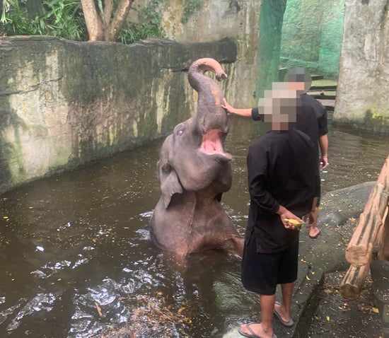 An elephant being touched by tourists.