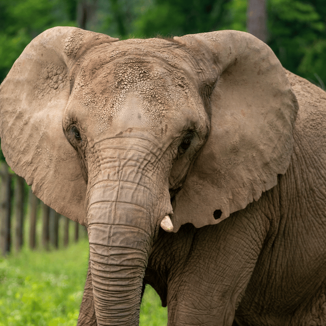 Faqs world animal protection