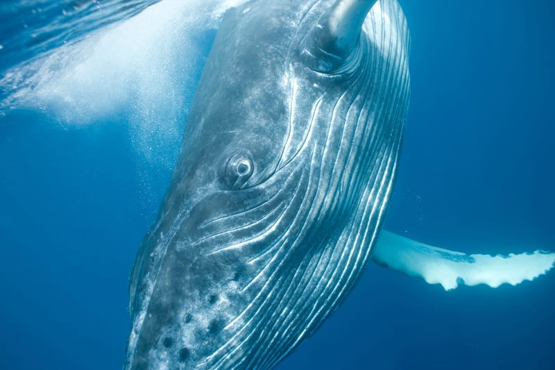 whale