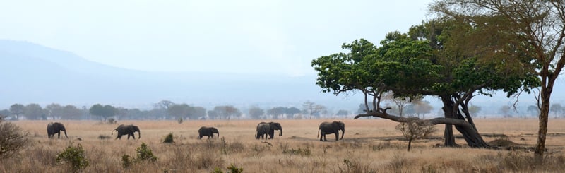 mikumi, elephants, tanzania,