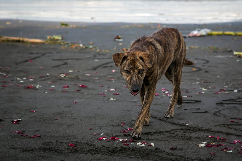 sochi dog cull