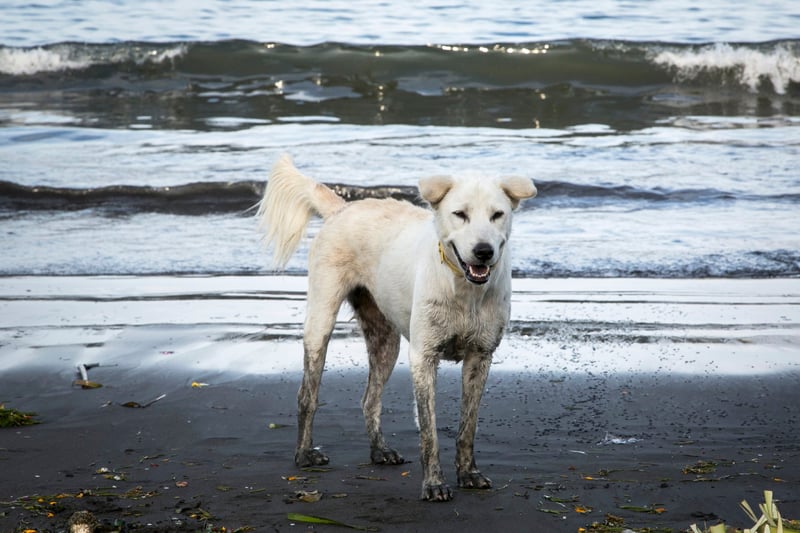A roaming dog walks along Sanur beach, Bali, in the run up to Balinese New Year.
