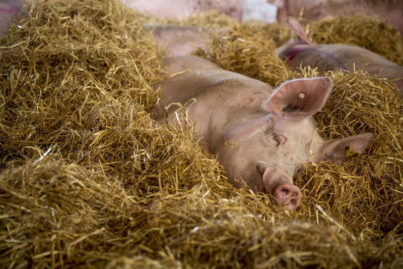 pigs, Latin America