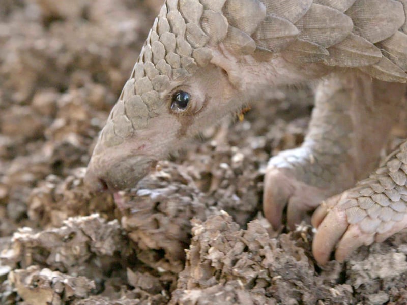A pangolin forages for termites at the wildlife centre where it is being cared for.