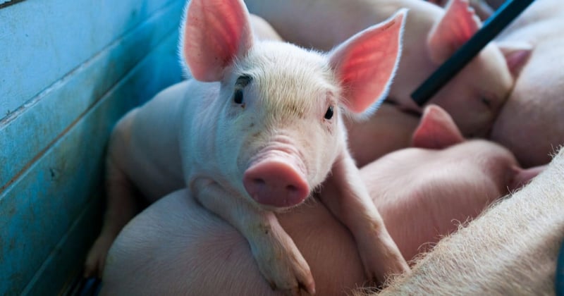 pig