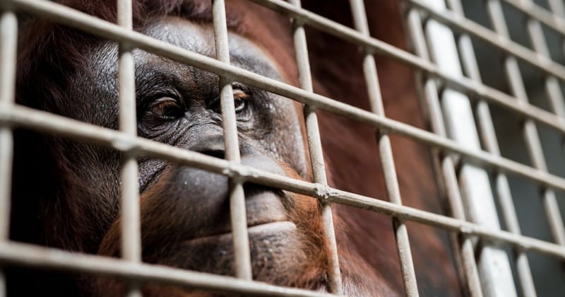 7 Animal Cruelty Facts & How to Change the Statistics | World Animal Protection