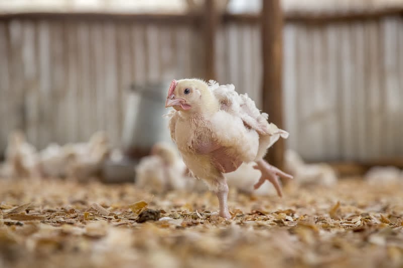 broiler chicken