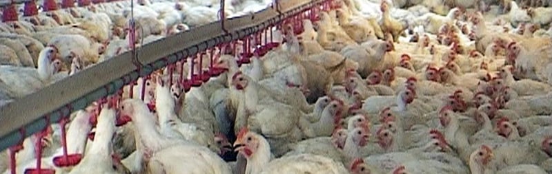 My Job on a Factory Farm