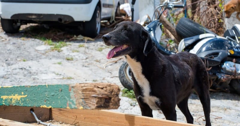 Dog in St Maarten in aftermath of Hurricane Irma - World Animal Protection - Disaster management