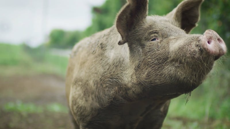 Pictured: A pig outside looking up and soaking in the sun, from our 2021 end of year film.