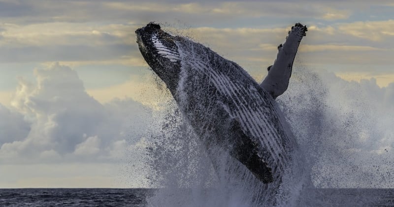 whale jumping out of water