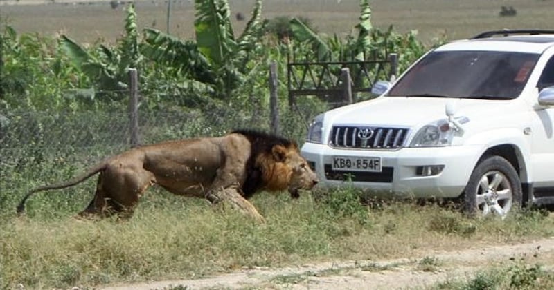 Mohawk the lion