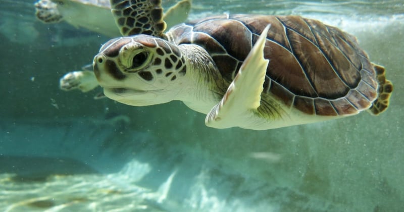 Young turtle in pool at Cayman Turtle Farm