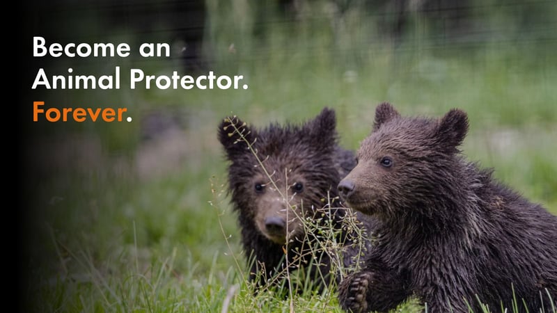 Two bear cubs with overlay text that reads "Become An Animal Protector. Forever."