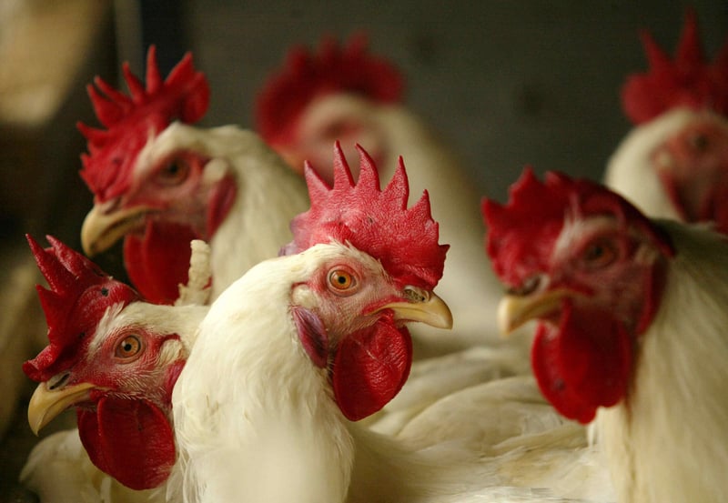 Chickens on a factory farm looking at the camera.