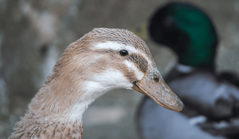 A duck in the outdoors, looking at the camera with a duck in the background.