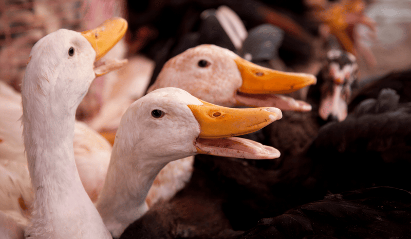 Ducks on a factory farm.