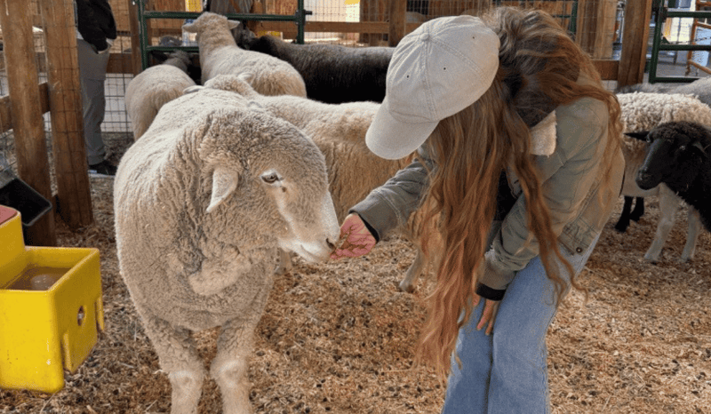 Feeding a sheep residing at Luvin Arms sanctuary in Colorado.
