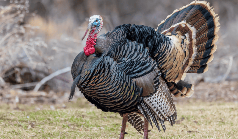 A wild turkey in the grass.
