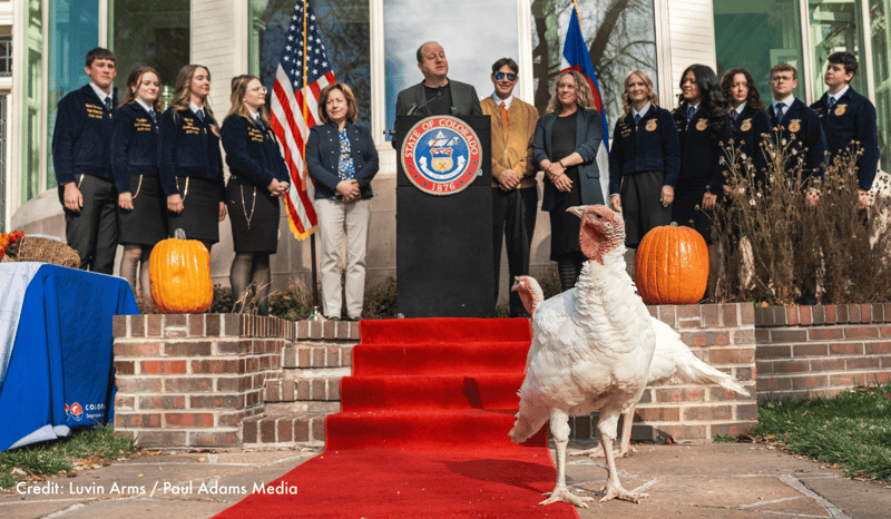 A turkey at a turkey pardoning ceremony in Colorado.