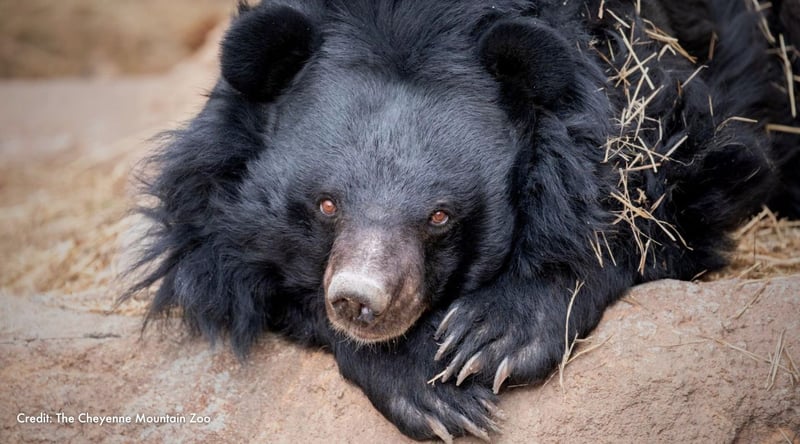 Beezler lays down with paws overlapped. Credit: The Cheyenne Mountain Zoo