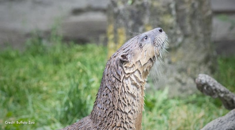 Cedrick looks up, fur wet. Credit: Buffalo Zoo