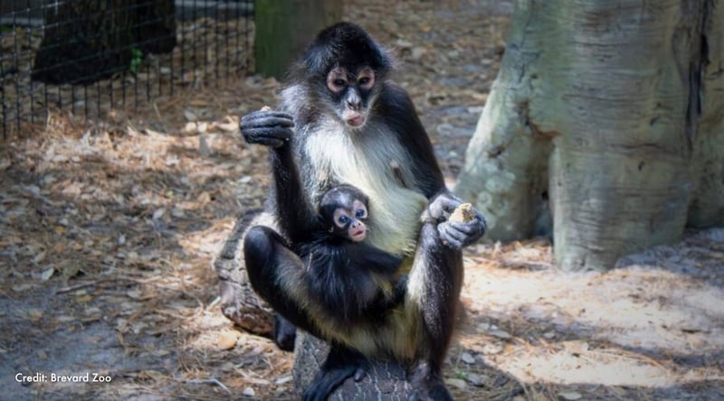 Daisy holds her infant monkey in their enclosure. Credit: Brevard Zoo
