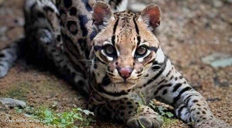 Diego lays on the ground and looks at the camera. Credit: North Carolina Zoo.
