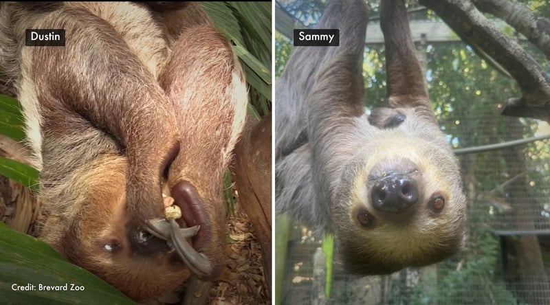 Dustin and Sammy featured separately in their enclosures, both upside down. Credit: Brevard Zoo