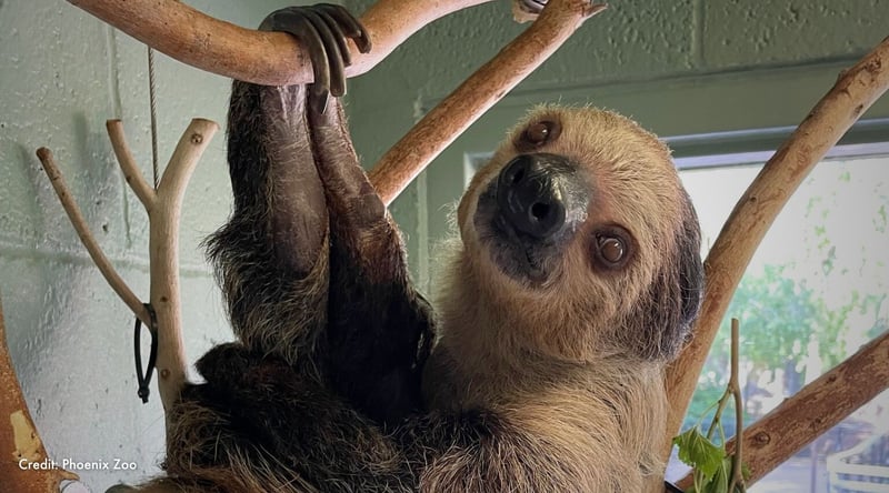 Fernando hangs from branches indoors. Credit: Phoenix Zoo