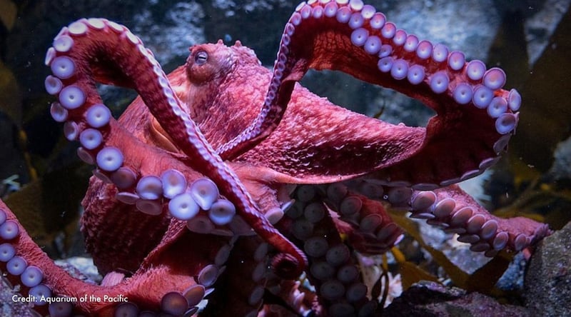 Ghost moves her arms along her tank. Credit: Aquarium of the Pacific.