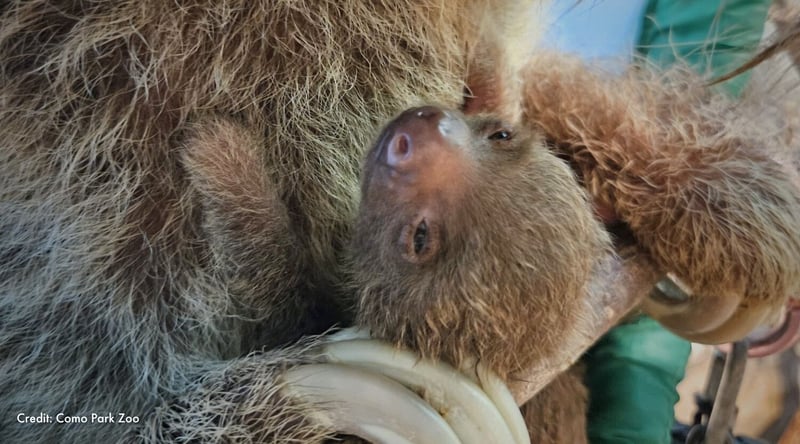 Baby sloth clings to their mother. Credit: Como Park Zoo