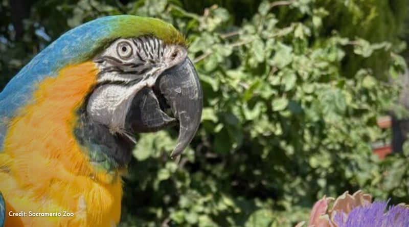 Julio the Blue and Gold Macaw. Credit: Sacramento Zoo