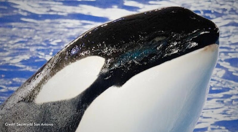 Kamea appears with her head above water. Credit: SeaWorld San Antonio