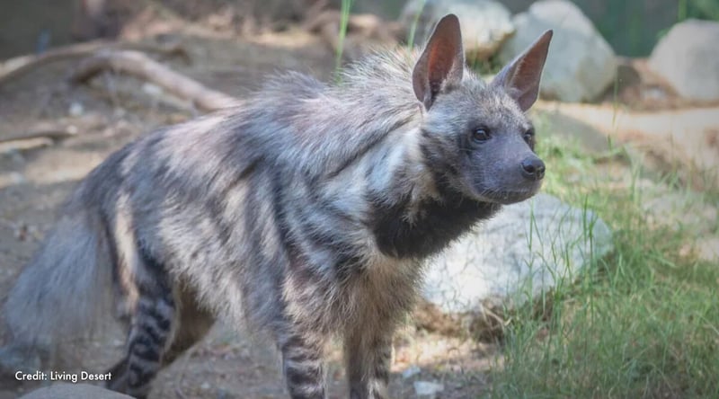 Kipenzi looks intensely at something out of frame. Credit: Living Desert