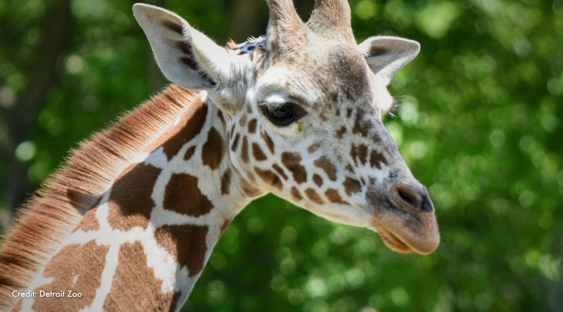 Nguvu the giraffe. Credit: Detroit Zoo