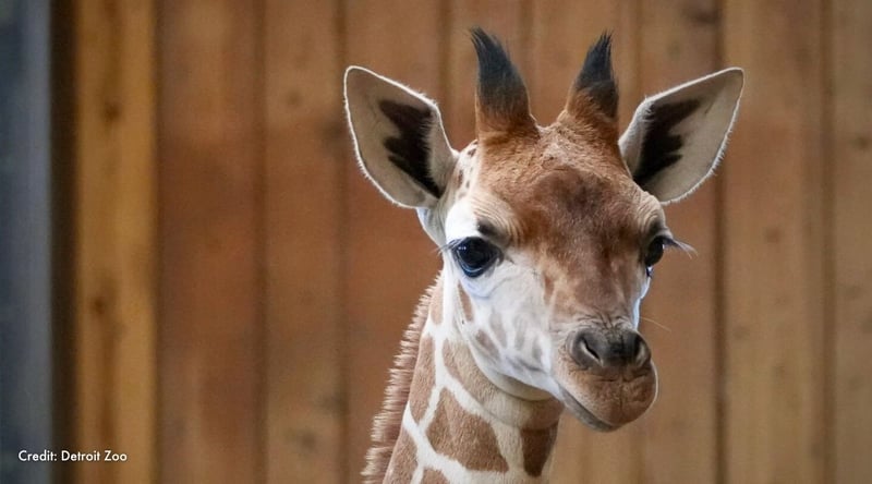 Okidi, a giraffe calf, looks towards the camera. Credit: Detroit Zoo
