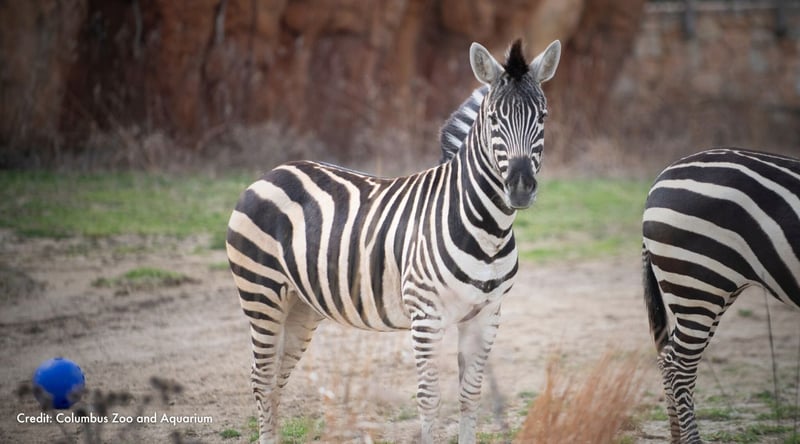 Paula in her enclosure. Credit: Columbus Zoo and Aquarium.