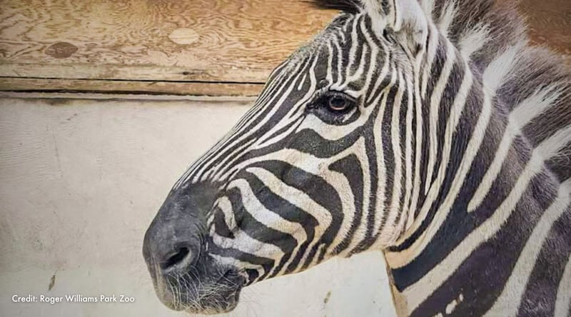 Samantha the zebra in profile. Credit: Roger Williams Park Zoo